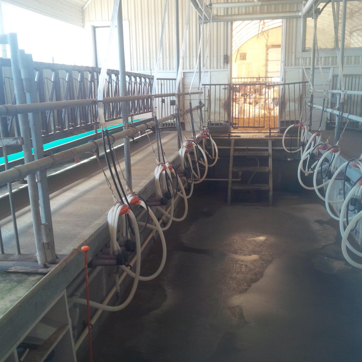 A clean work area isn't just important in how we milk, but also safe work habits! #CASW #GrowSafety #slipstripsfalls