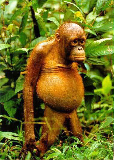 HerHumour's tweet photo. Me after my cheat meal... http://t.co/YlSXKHVpZK