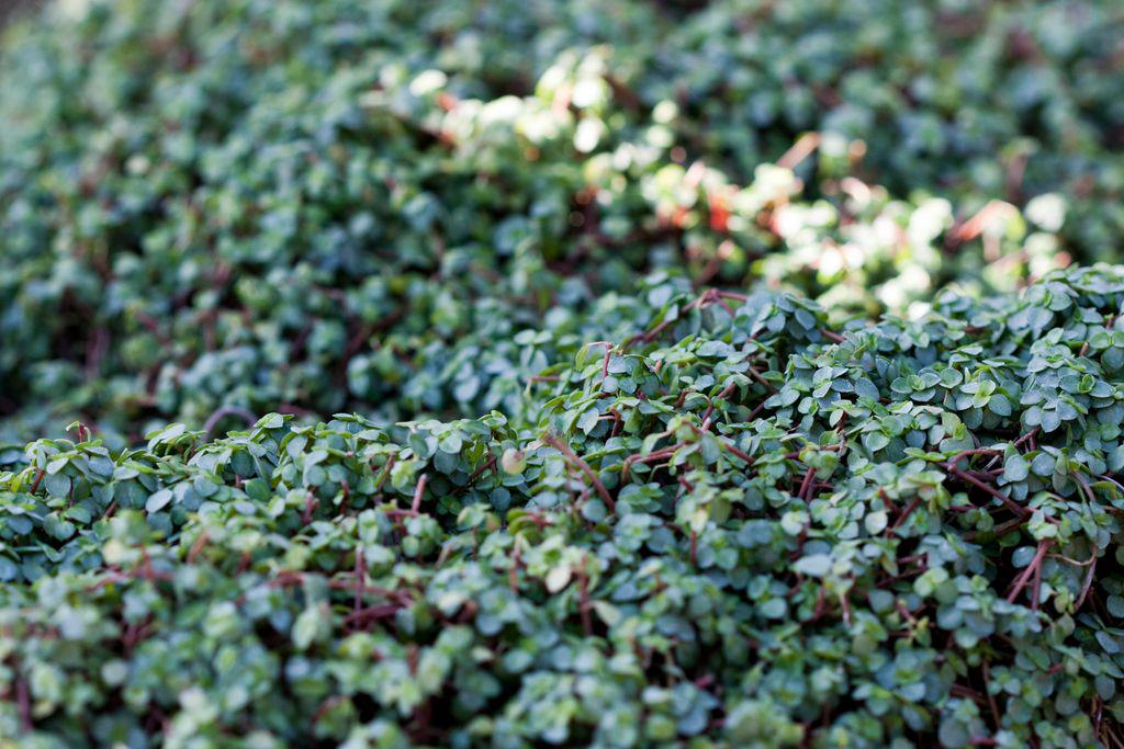 Another successful Spring Tide at Gage Park! #HamOnt
