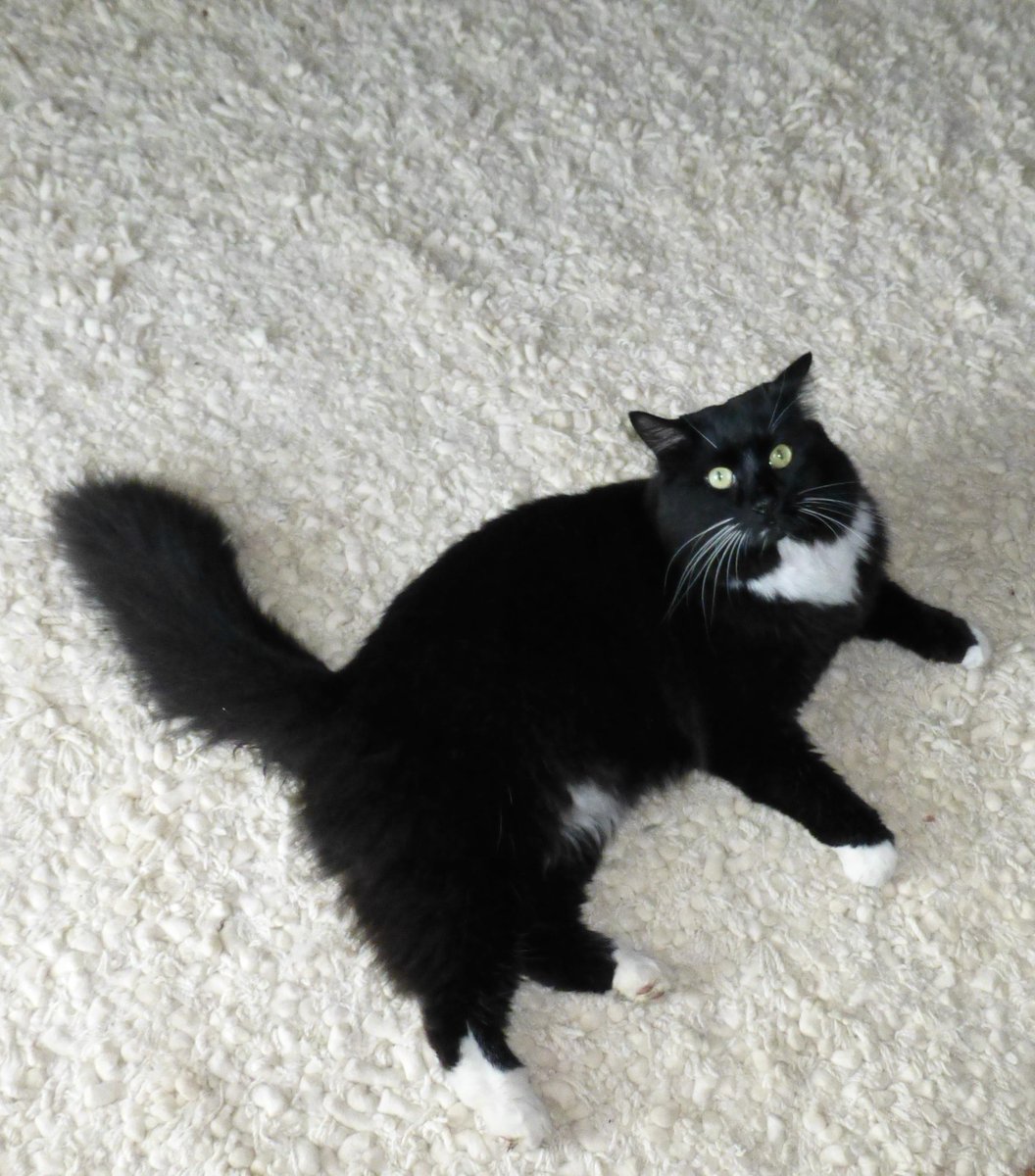 Threadtangle's tweet photo. @CeliaHammond #CHAThappy Wills, the Chat cat who lives next door is pretty happy too x http://t.co/Ny6A3fJldV