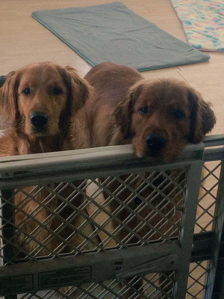 DrewjArsenault's tweet photo. When your begging game is on point #goldenretriever #sadpuppyeyes http://t.co/2ZmWa7L0nm