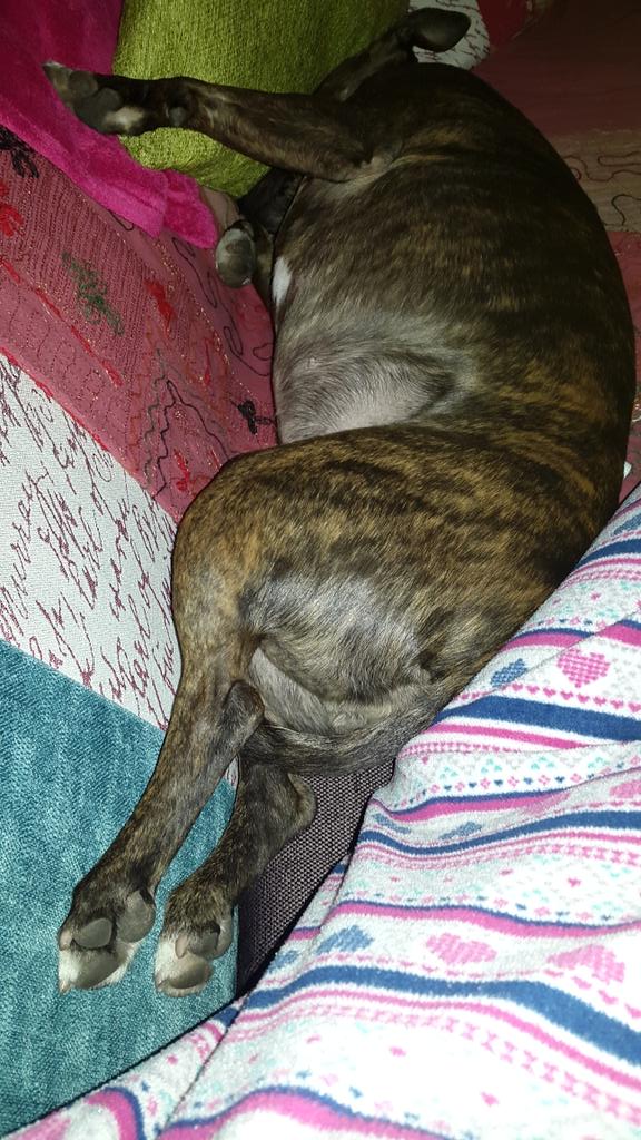 Brindle_Pig's tweet photo. @Frazzle_Pop @Staffie_Lovers @staffydefence Today I will mostly be having the monk on #GrumpyStaffie http://t.co/yMUkDgQPtl
