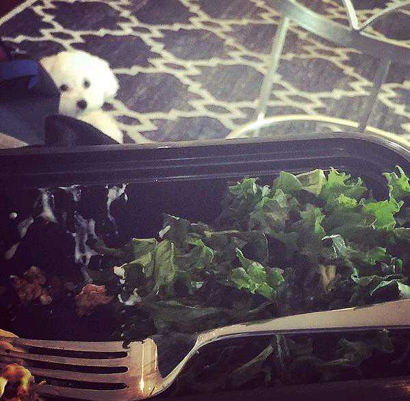 DemiFantasia's tweet image. Demi ha compartido esta imagen de Buddy en IG (1) #DemiLovato "Really Don't Care" #HitTheRoad @radiodisney