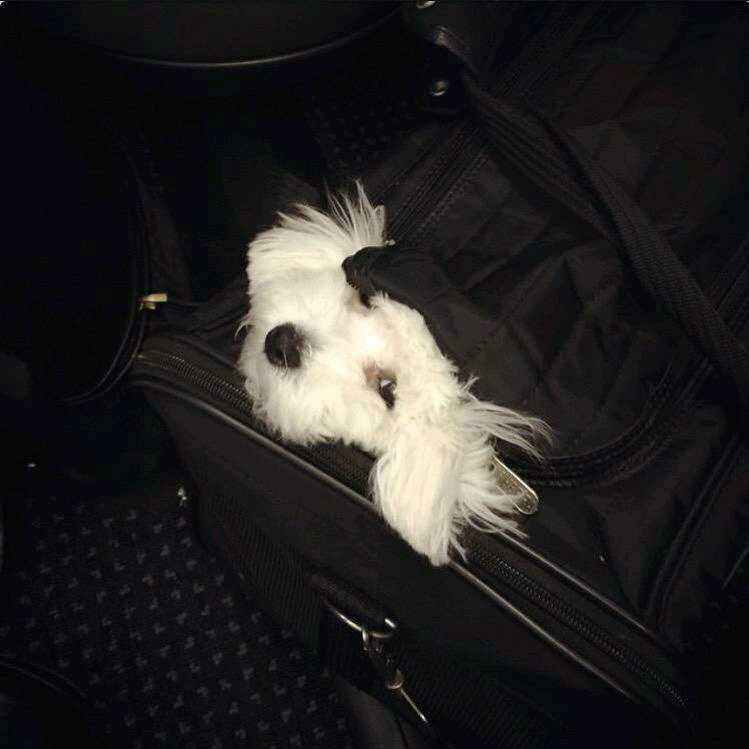 DemiFantasia's tweet image. Demi ha compartido esta imagen de Buddy en IG (2) #DemiLovato "Really Don't Care" #HitTheRoad @radiodisney