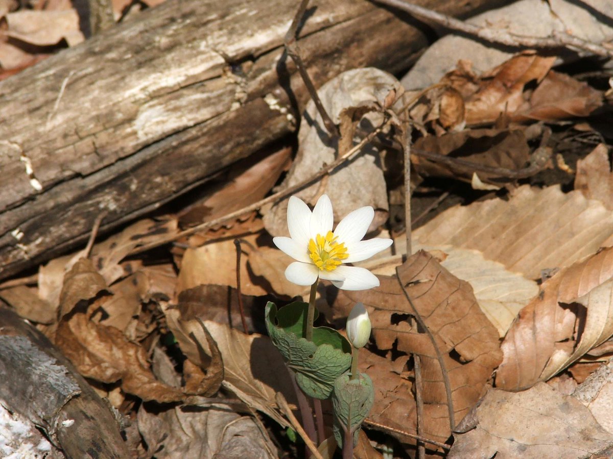 MetroParksTweet's tweet photo. Happy spring everyone! #firstdayofspring http://t.co/Z9XCu7bR69