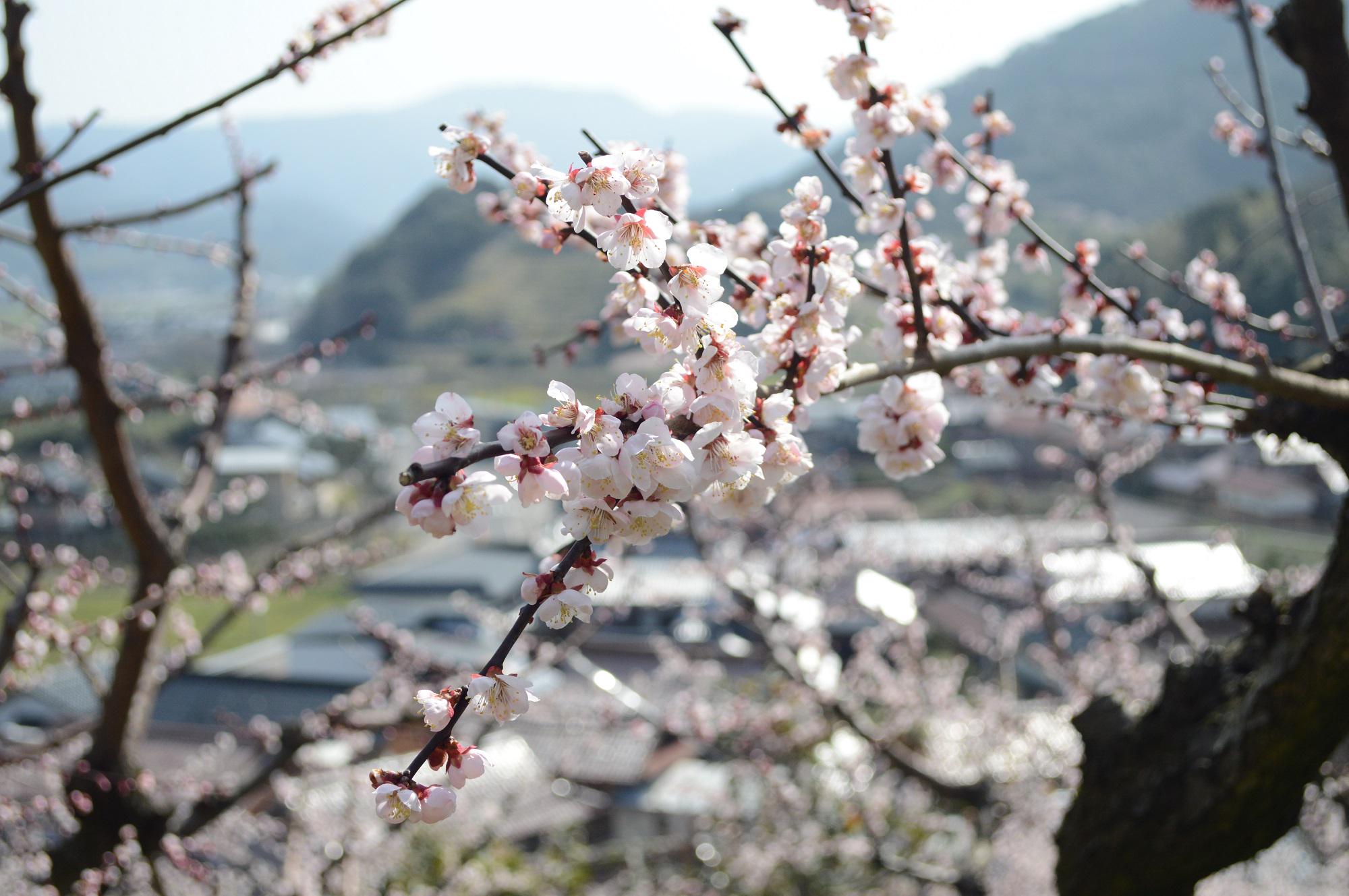 中国庭園燕趙園 野花梅渓 のきょうばいけい の梅が見頃を迎えています 梅渓散策と燕趙園入園のセット券 自由散策 を燕趙園にて好評販売中 燕趙園のオリジナルポストカードと梅加工品のお土産付きでお得です 700円 散策マップも差し上げております 中国庭園燕趙園 野花梅渓 のきょうばいけい の梅が見頃を迎えています 梅渓散策と燕趙園入園のセット券 自由散策 を燕趙園にて好評販売中 燕趙園のオリジナルポストカードと梅加工品のお土産付きでお得です 700円 散策マップも差し上げております