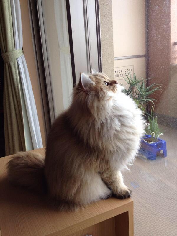 ANIMALPlCTURES's tweet photo. Say it with your chest! http://t.co/OhyEKpsA9C