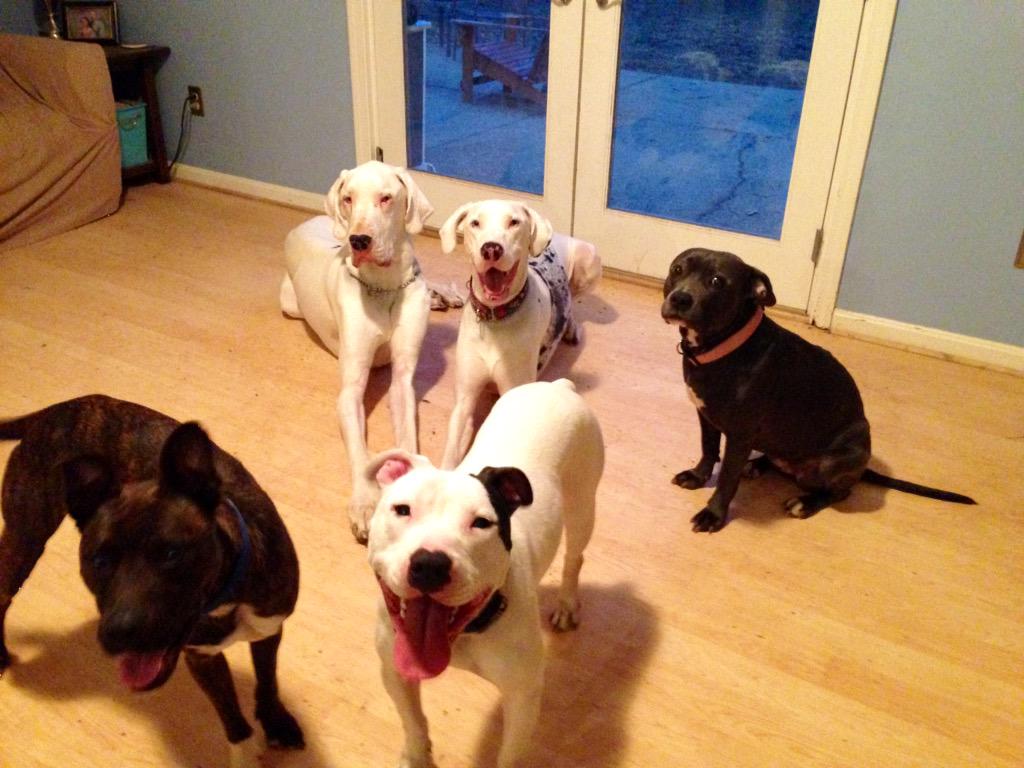 c94812's tweet photo. This one is a bit better! @savingsunny by the way, Apollo know hand signals!  Apply at http://t.co/6HJ3Z765Vx #pibble http://t.co/GIRBKmSJPz