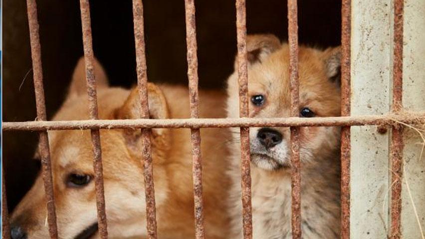Pups rescued from dog meat farm get first 'cuddle and kiss of their lives' cbc.ca/1.3003682