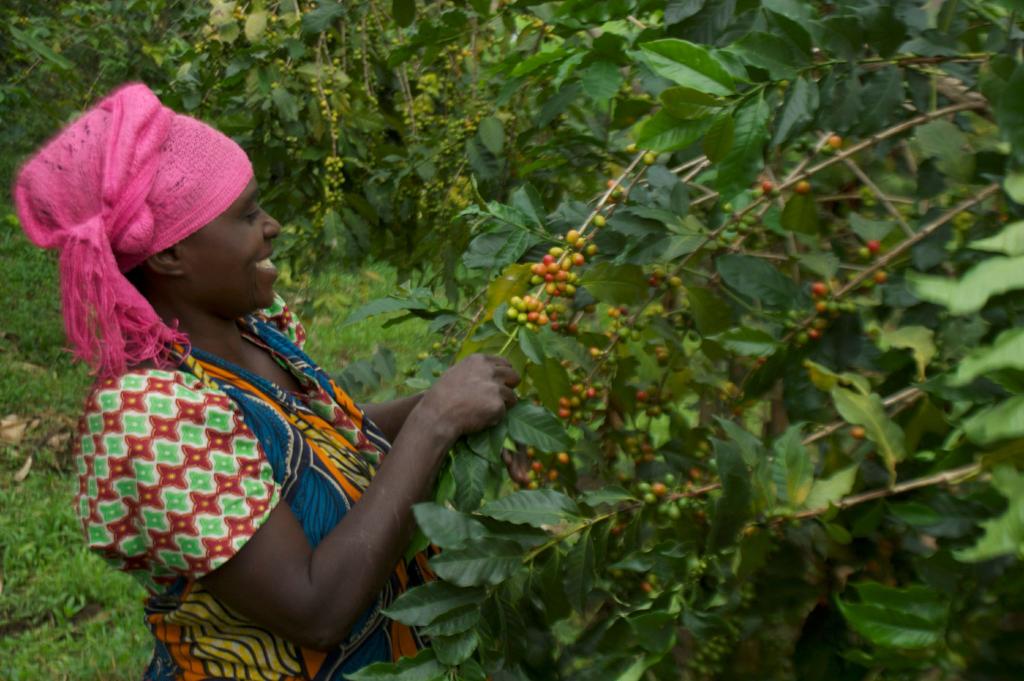 brittcam29's tweet photo. Running 7 marathons in 7 days across Eastern Democratic Republic of Congo for women coffee farmers #meetblakecontest http://t.co/Kg92P51BTW