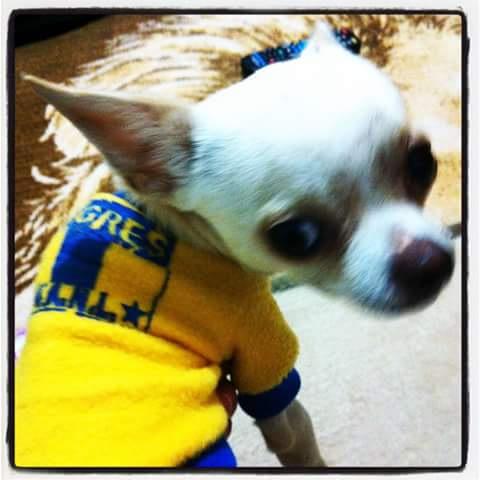 lizzy_'s tweet photo. @futaztecadep #ViernesBotanero luigi apoyando a los #Tigres http://t.co/qo8NXWeS4W