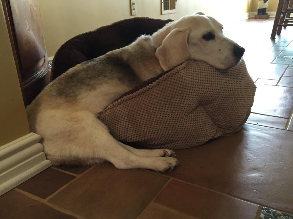 JudetheBeagle's tweet image. #bedproblems