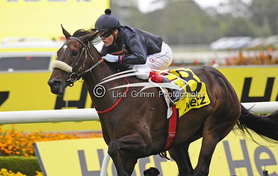 LisaGrimm9's tweet photo. Sebring mare #ScratchyBottom wins Epona Stks @CWilliamsJockey @rosehillgardens @sydney_carnival http://t.co/Fammw8gL2h