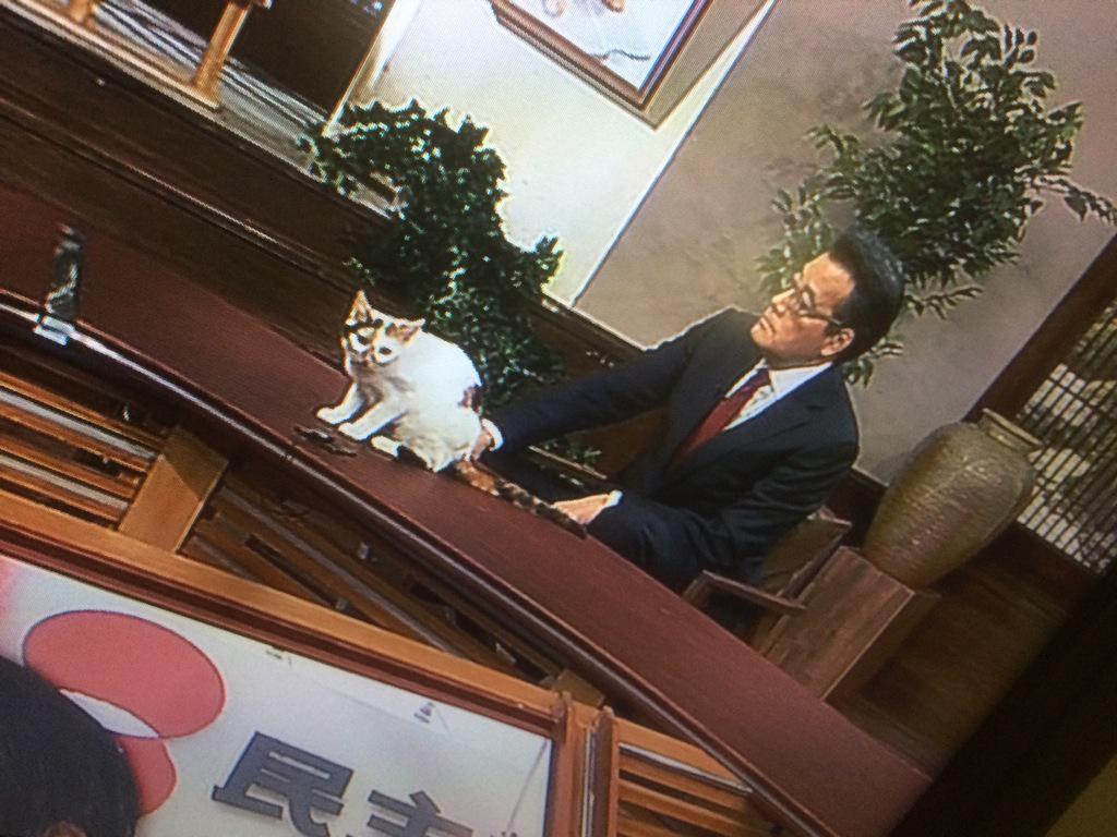 これはずるい 猫のにゃーにゃ 民主党 岡田代表に懐きまくりで膝の上から動かず 週刊ニュース新書 2ページ目 Togetter