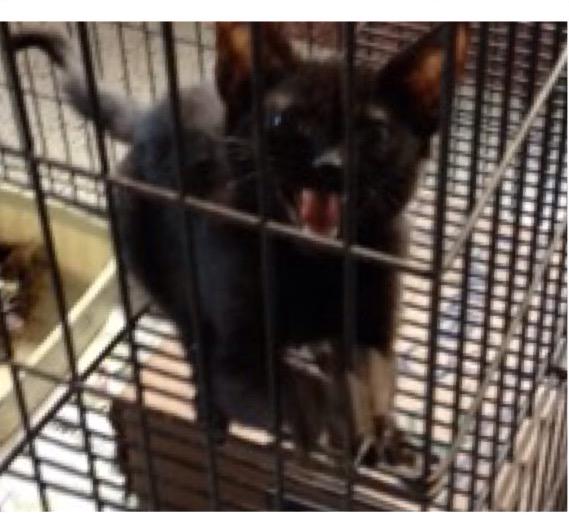 MASCOTASDECALLE's tweet photo. Cacao lo rescatamos hace 3 meses de un envenenamiento masivo, desde ahí está en la jaula. Ya sanito, en adopción 🙏 http://t.co/i1FOPx6fQb