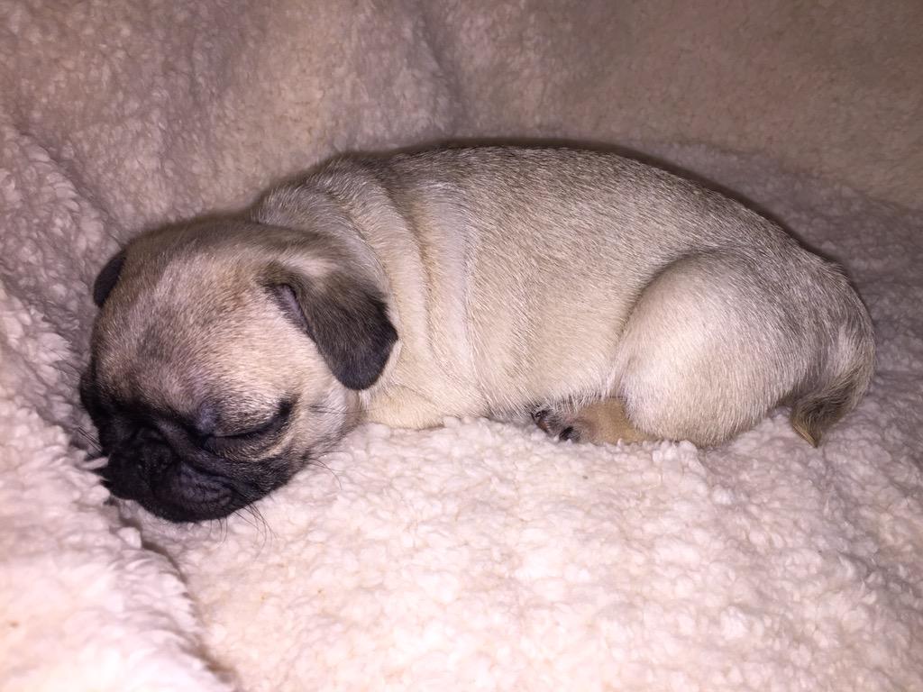 mariobautista_'s tweet photo. #LaPerritaDeBau ❤️🐶 http://t.co/Fu5Piz28nB