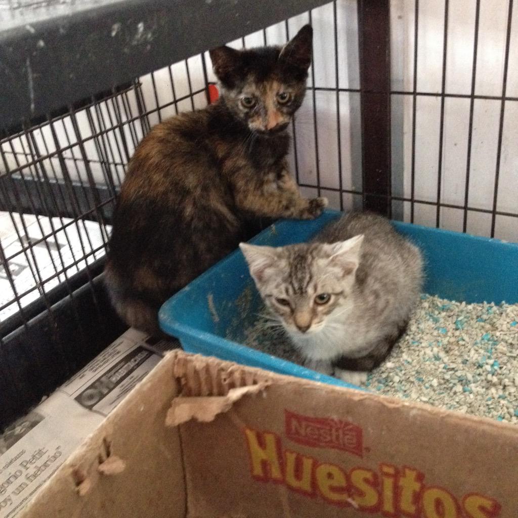 MASCOTASDECALLE's tweet photo. En adopción estos hermanitos sufrieron mucho, los rescatamos hace un mes, ya sanitos necesitan una oportunidad 🙏 http://t.co/sEHbitiIRX