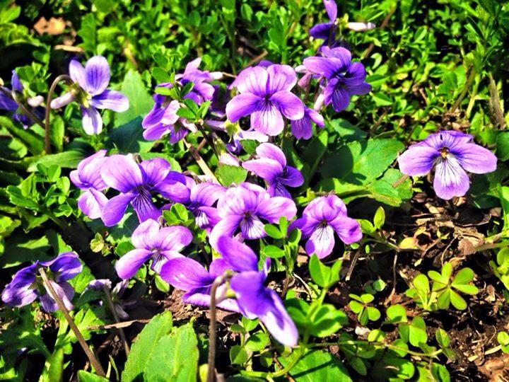 제주도 봄이 향기~
우리집 마당에 제비꽃~^^