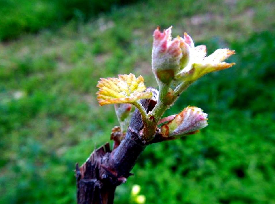 IPistono's tweet photo. Buona Primavera a tutti.........
#magicaCiro' http://t.co/X9At1ky0IQ