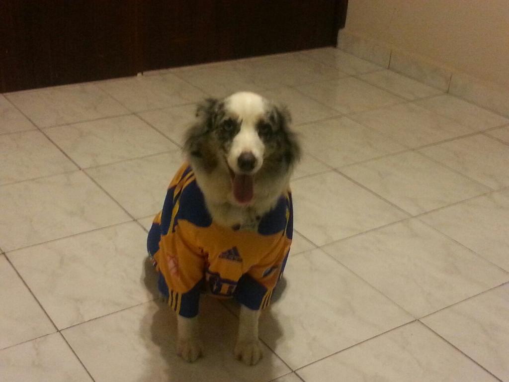 lauleonard's tweet photo. @futaztecadep #ViernesBotanero Mi hermosa Brandy apoyando a Tigres http://t.co/BqzoRv8aYQ