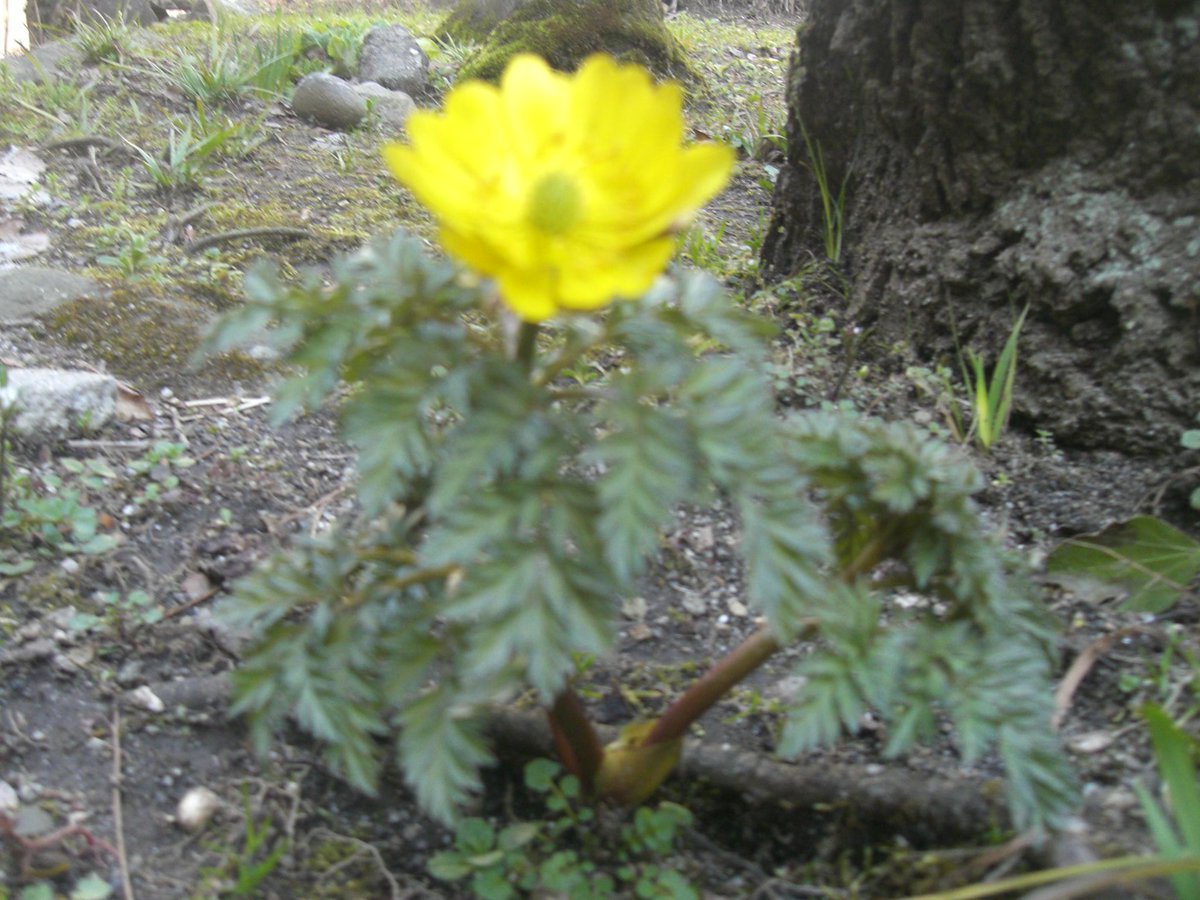 小原温泉 旅館かつらや スタッフ 春を告げる花の代表 福寿草の花が咲きました 毒草ですが 花言葉が幸福を招くでしたか 小原にも春が訪れました Http T Co 42egjfdhff 小原温泉 旅館かつらや スタッフ 春を告げる花の代表 福寿草の花が咲きました 毒草ですが 花言葉が幸福を招くでしたか 小原にも春が訪れました Http T Co 42egjfdhff