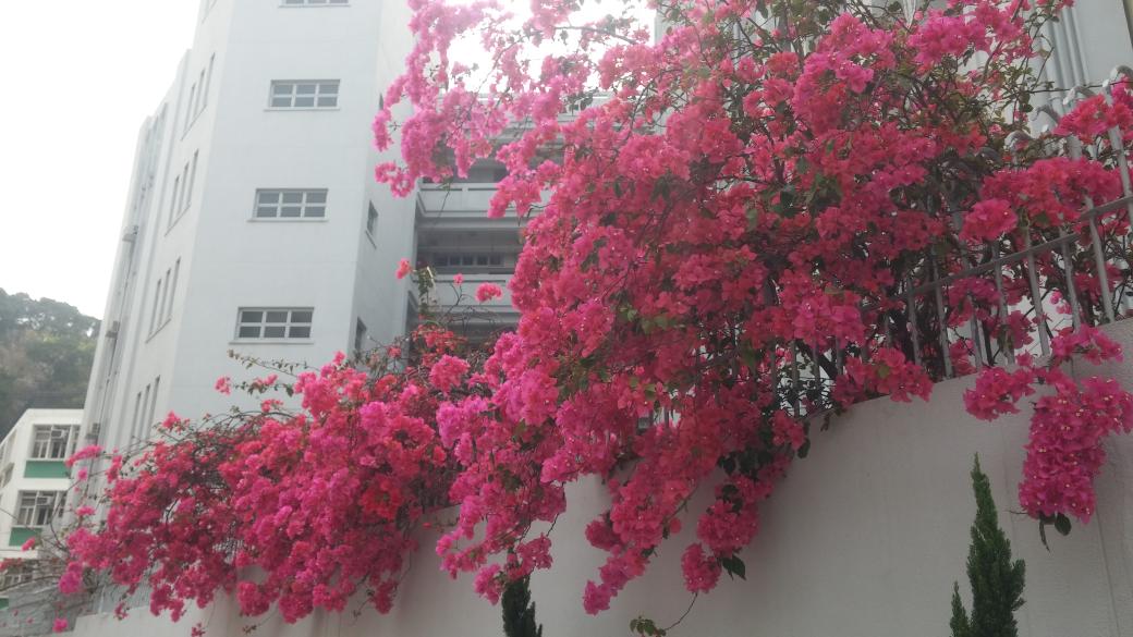 Hkflower Hkflower