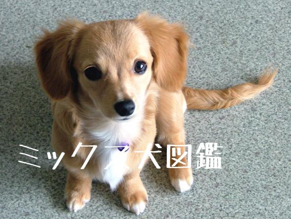 チワワとミニチュアダックスのミックス犬