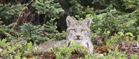 AlaskaWorld tweet picture