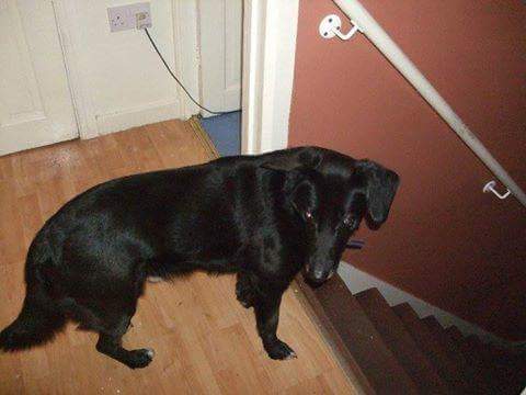 ididwiddy's tweet photo. Jake missing Norris Green area of Liverpool 17yrs last seen 1730 last night  via Scouse Pets Facebook http://t.co/jbtbxXlQl5