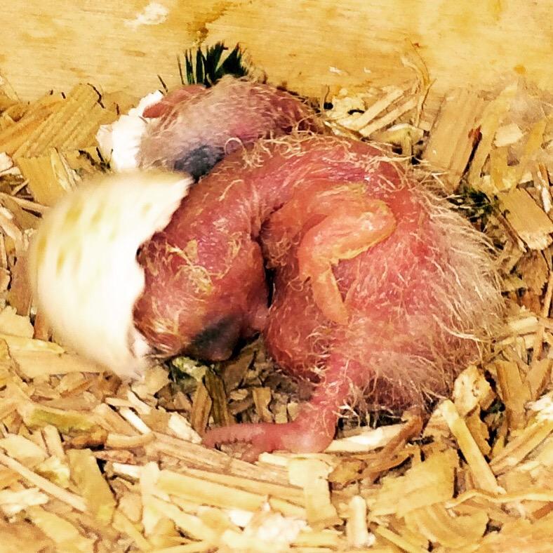 Birdzhaven's tweet photo. Our Cape Parrots, Luna &amp; Nairobi had two babies hatch this week! 
#parrot #cape #babies #birdzhaven #birds #aves http://t.co/KzJOgYquJf