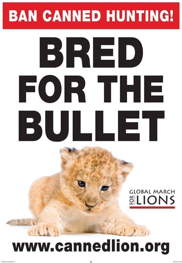 rickygervais's tweet photo. It must feel pretty tough to shoot an innocent animal that had no chance at all for absolutely no reason. http://t.co/LVqUradslu
