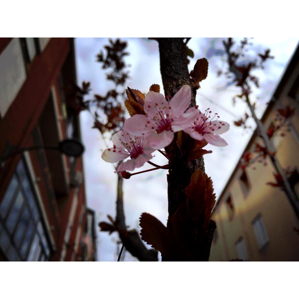 Y llegó la primavera... Disfrútenla!
✌️😎✌️#MedinadelCampo #CastillayLeón