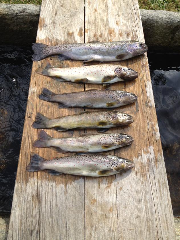 Après la saison de ski, place à la pêche. #truite #pêche #ski #détente