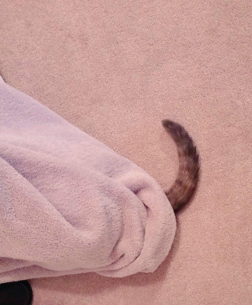 nilesformiles's tweet photo. Bet you can't find me #wlf #CatsOfTwitter http://t.co/yhthdiolJ1