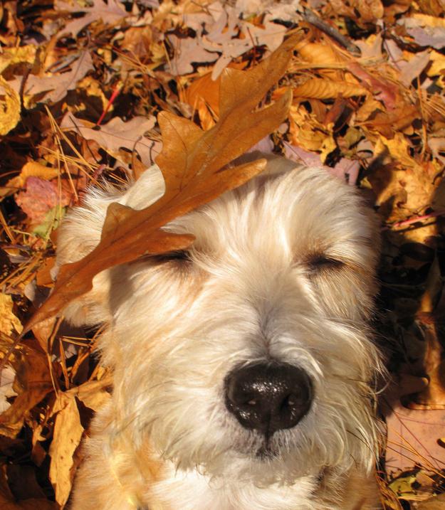 codigoanimal's tweet photo. Despertate que llegó el otoño y se viene una nueva emisión de @codigoanimal, te esperamos a las 13hs en @somoslaplata http://t.co/JsakO8cx25