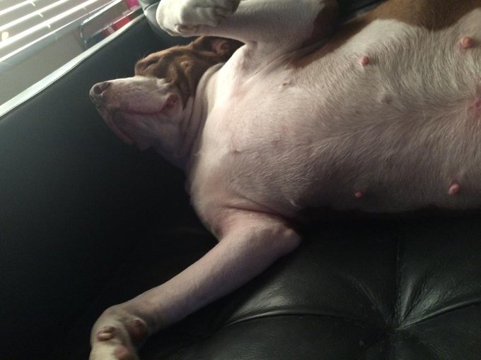 Good morning from me and Tyson, hehe! 😋 http://t.co/EGLdFfBIvN<a href="/tag/prevert"class="tags"><span>#prevert</span></a>