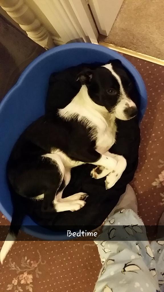 winnas87's tweet photo. @antanddec aww they are #cute! Look who will be watching with me http://t.co/aLQnfNbQfM