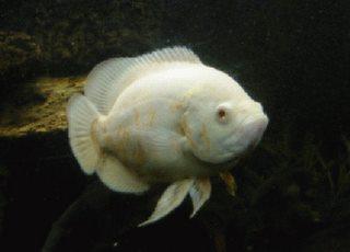 J Aquafish Jquafish Twitter