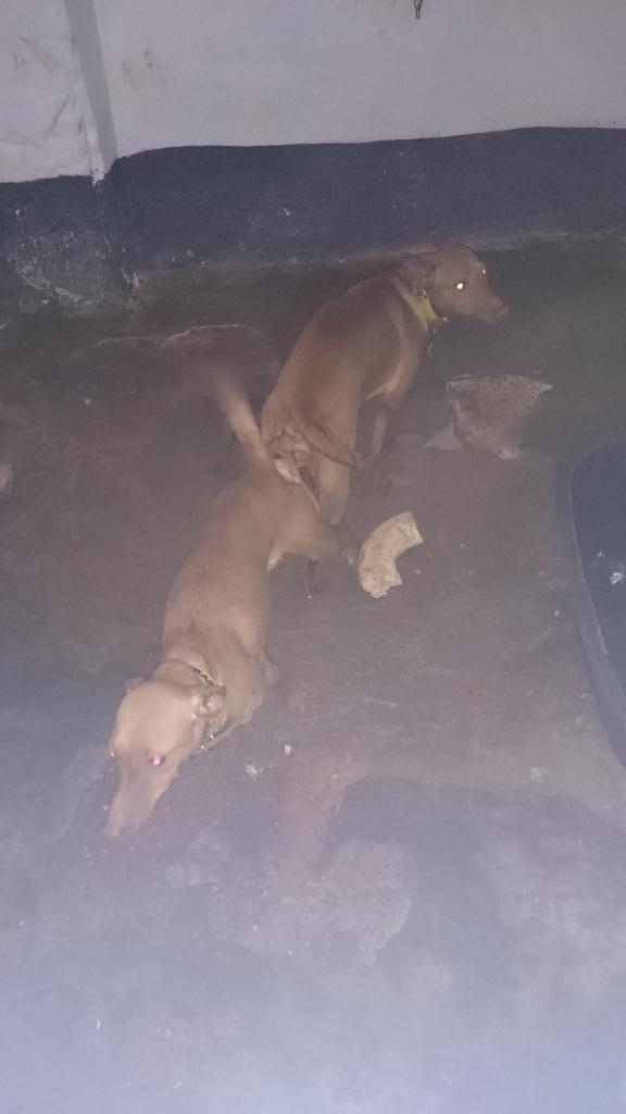 kiskonogues's tweet photo. Nueva monta barón x morena http://t.co/gnqHtyqrjv