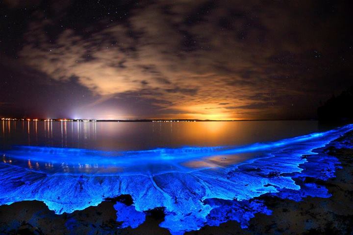 Resultado de imagen para bioluminiscencia marina