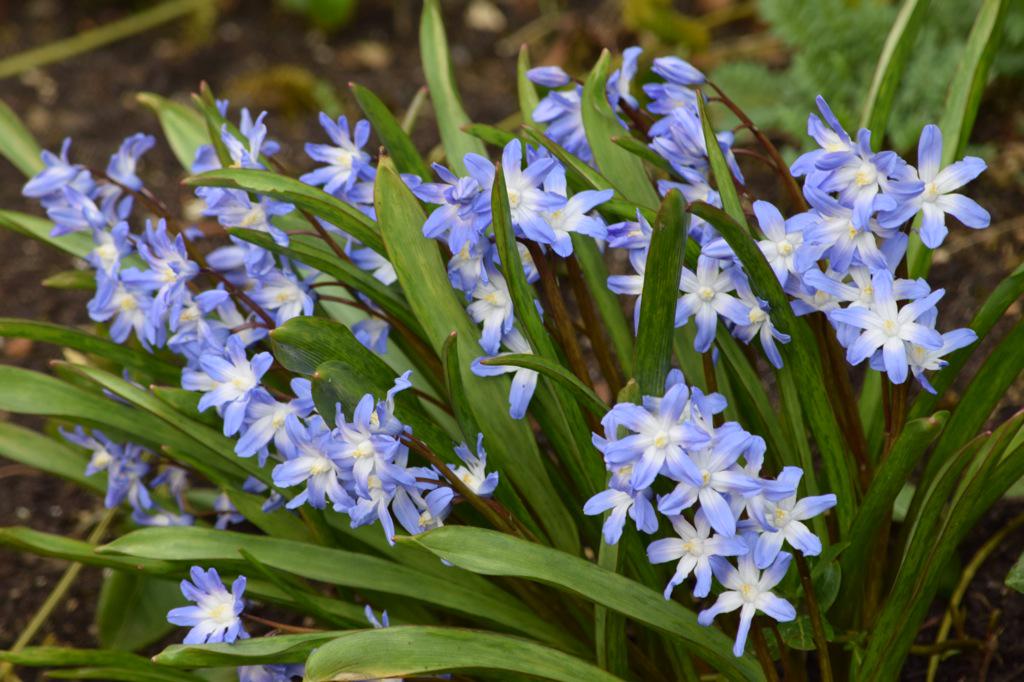 We open on the 9th April but we already have some spring colour.