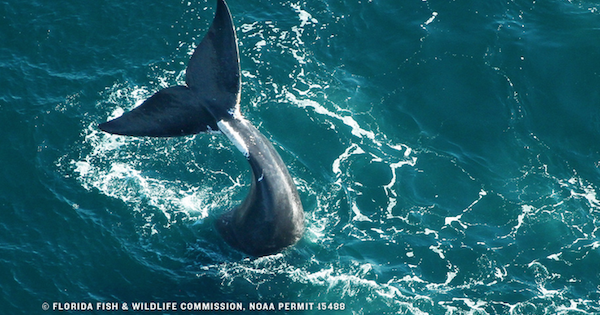 NRDC's tweet photo. Oil companies' seismic airguns will devastate #whales &amp; other marine life. Take action: http://t.co/PmhQ7YM5Cv http://t.co/Sl3JwU2zrE