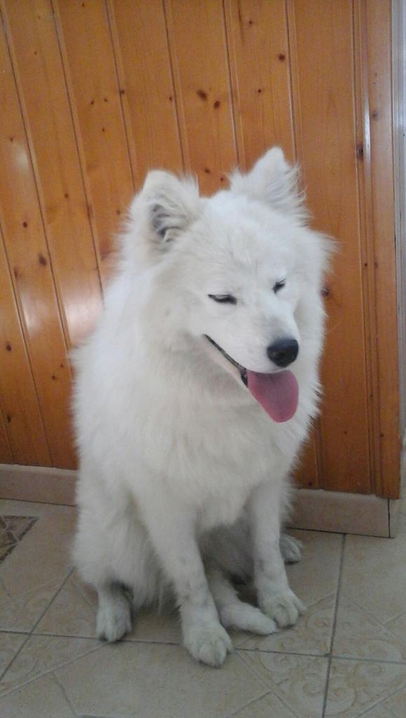 moyxy1's tweet photo. El perro de mi hermano es bien kawai😍 http://t.co/ow6Fppq7U4