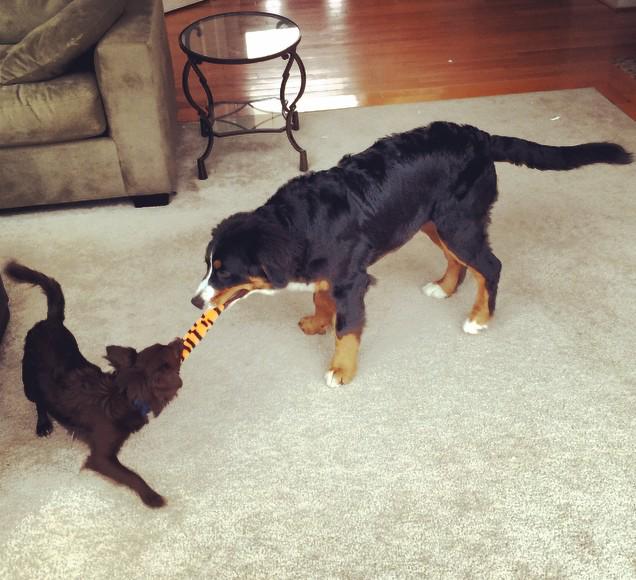 Babies playing tug of war 😍