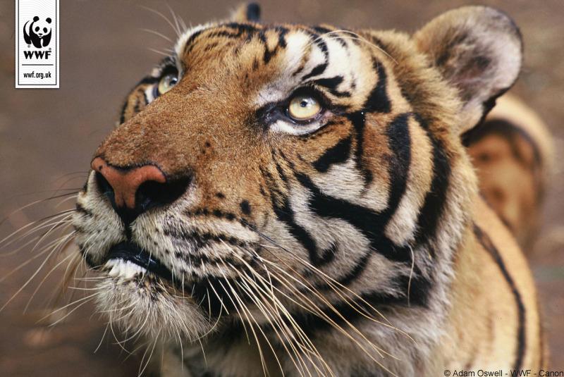 wwf_uk's tweet photo. #DYKT big cats have round pupils, whilst little cats have slits? #ProtectATiger http://t.co/NRRTFIv8Id