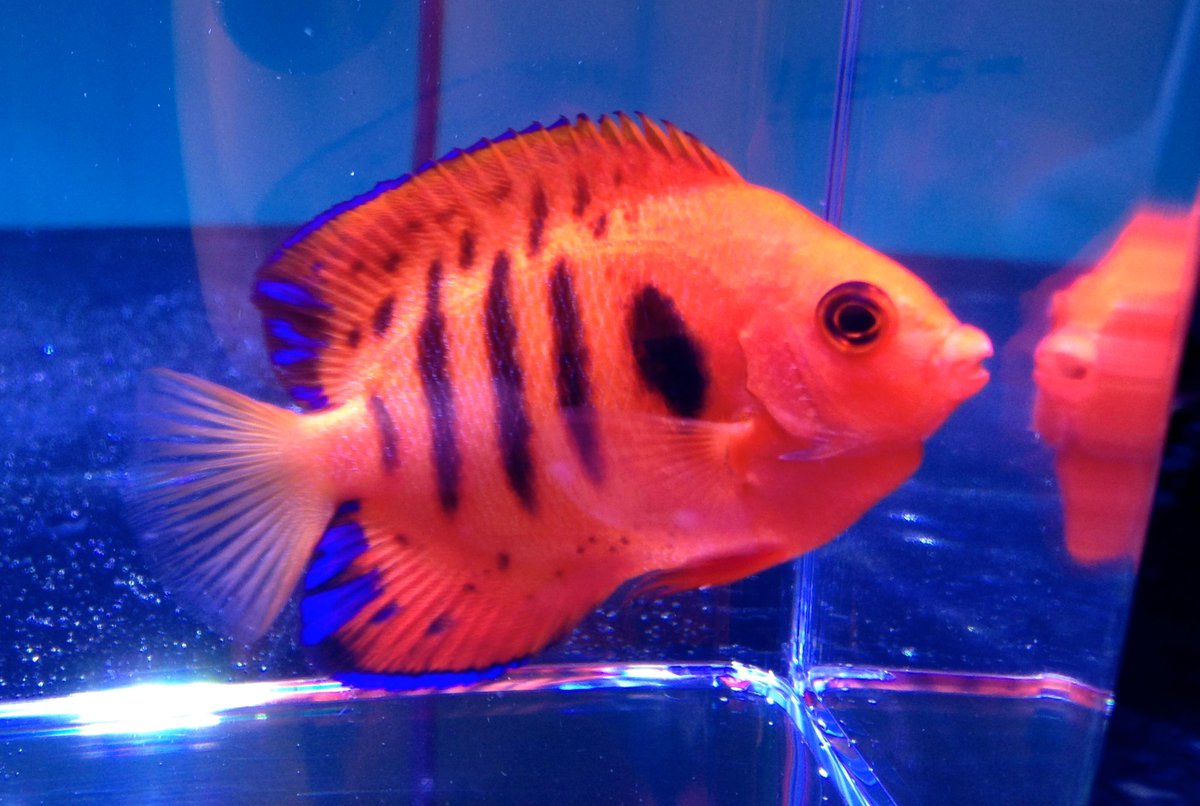 Healthy Fish In Stock! - 1m.ag/bTAdb
