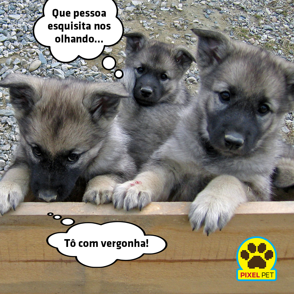 PetPixel's tweet photo. Não me olhe assim! Rsrsrsrs #vergonha #caraestranho #doglovers #pets #pixelpet http://t.co/sw8fYnO0VR
