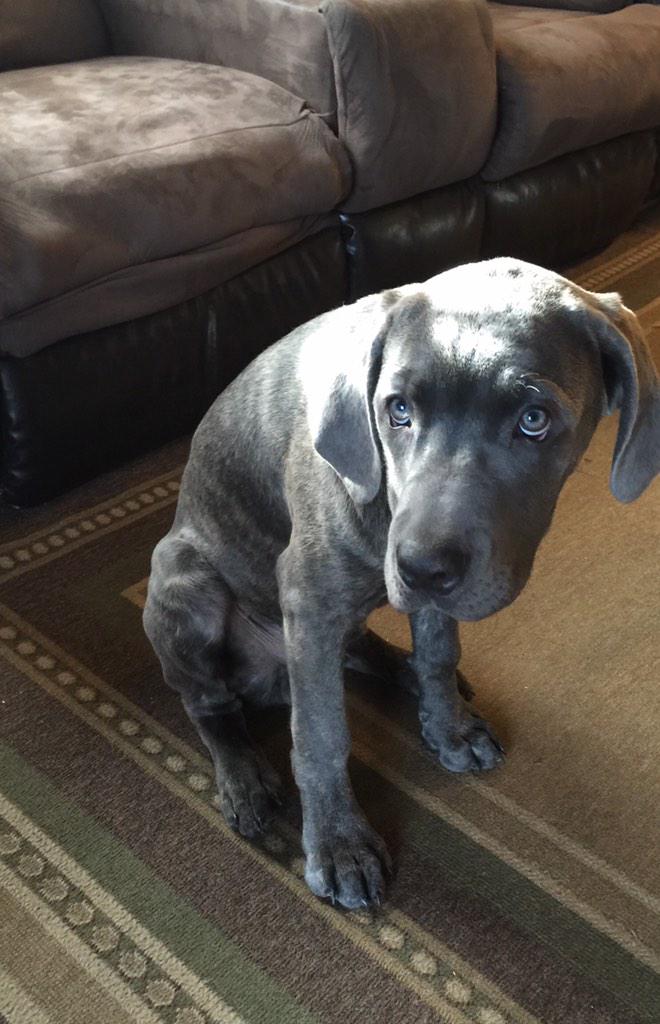 Gigi_Boxer's tweet image. How can you be mad at that face though! ❤️ #CaneCorso #puppy #puppylove