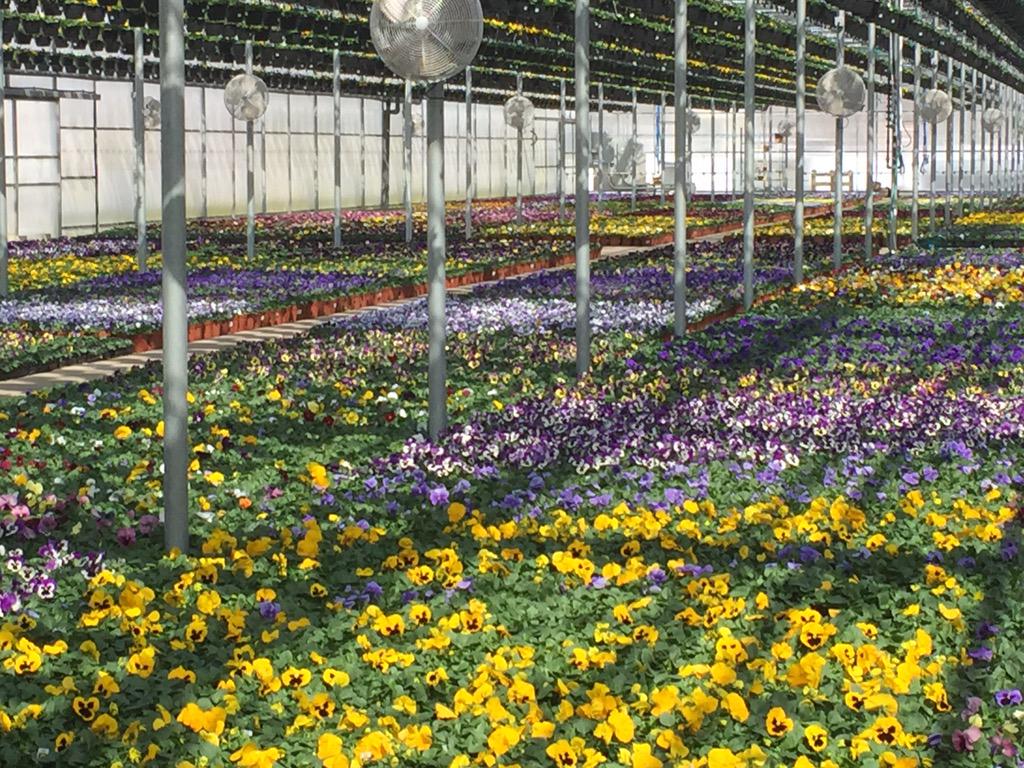 MGIflowers's tweet photo. Spring is officially here!@PaulDeveno @DanStuppiello @RSedlatschek @LongmooreW @HD6217 @PiccoliChris @6Depot http://t.co/u91a3iWoXj