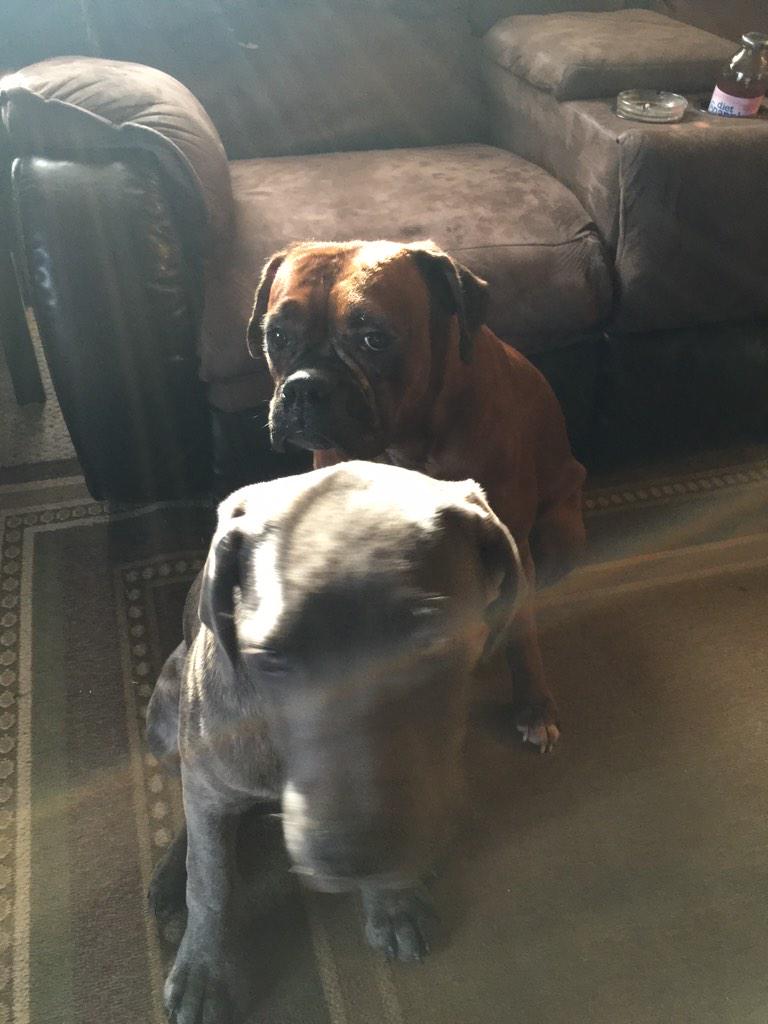 Gigi_Boxer's tweet image. That moment when you try to get a good picture but your brother ruins it! #puppyproblems